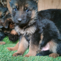 Cuccioli pastore tedesco