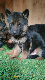 Cuccioli pastore tedesco