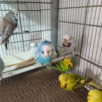 Pappagalli cocorite inglesi