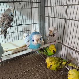 Pappagalli cocorite inglesi