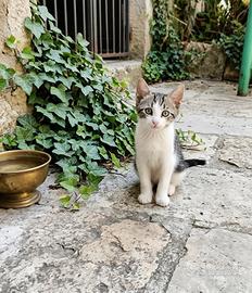 Gattina femmina