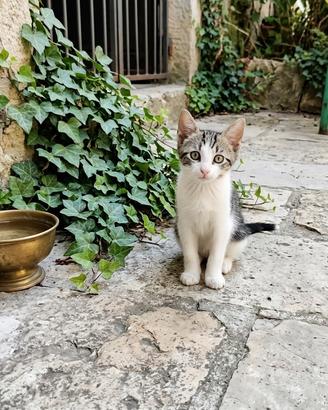 Gattina femmina