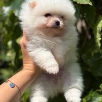 Cuccioli di spitz pomerania nano