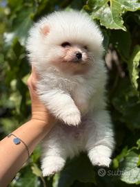Cuccioli di spitz pomerania nano