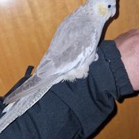 Calopsita addestrata