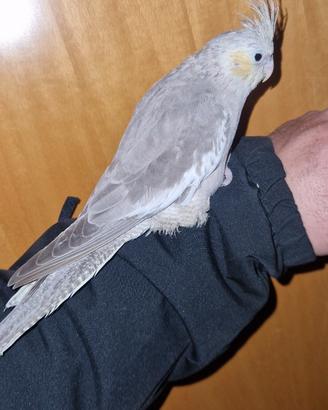 Calopsita addestrata
