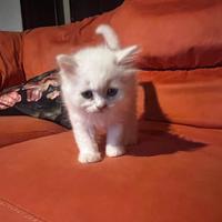 Gattino maschio persiano