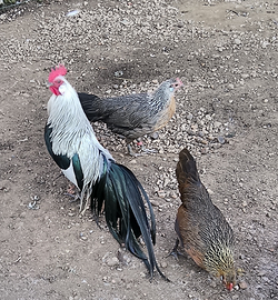 Phoenix gallo + tre galline