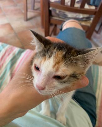 Gatto arancio