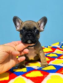 Bulldog francese