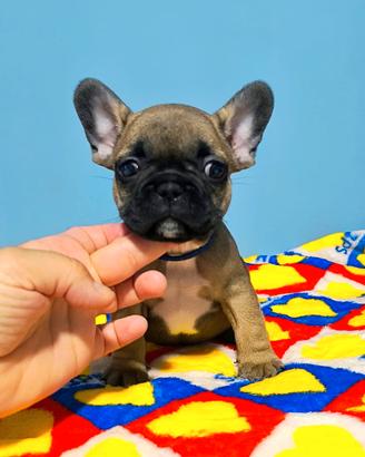 Bulldog francese