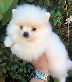 Volpino di Pomerania bianco Milano - rate 24 mesi