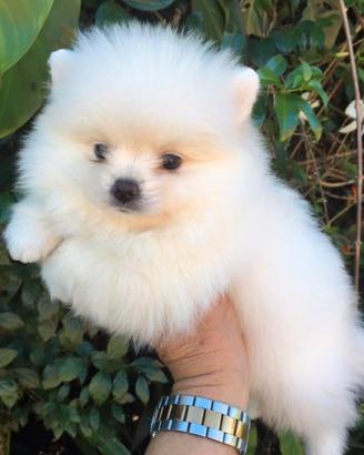 Volpino di Pomerania bianco Milano - rate 24 mesi