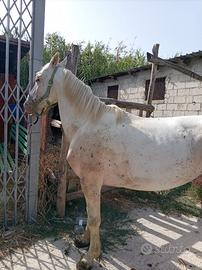 Cavallo