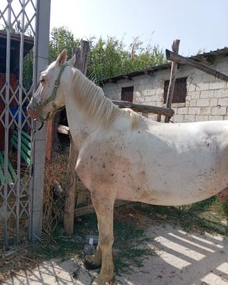 Cavallo