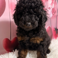 Barboncino nano pedigree enci