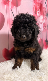 Barboncino nano pedigree enci