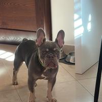 Bulldog francese per monta