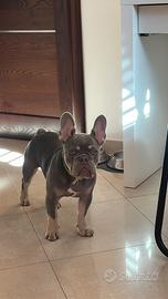 Bulldog francese per monta