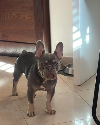 Bulldog francese per monta