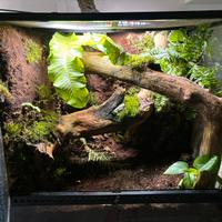 Allestimento terrari