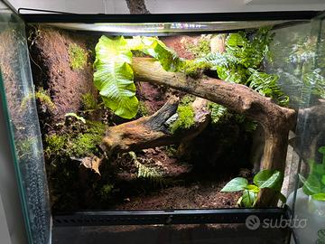 Allestimento terrari