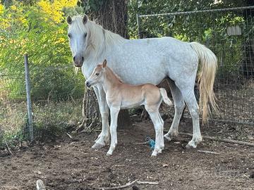 Cavalla di 5 anni brava a sella con puledra