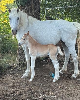 Cavalla di 5 anni brava a sella con puledra