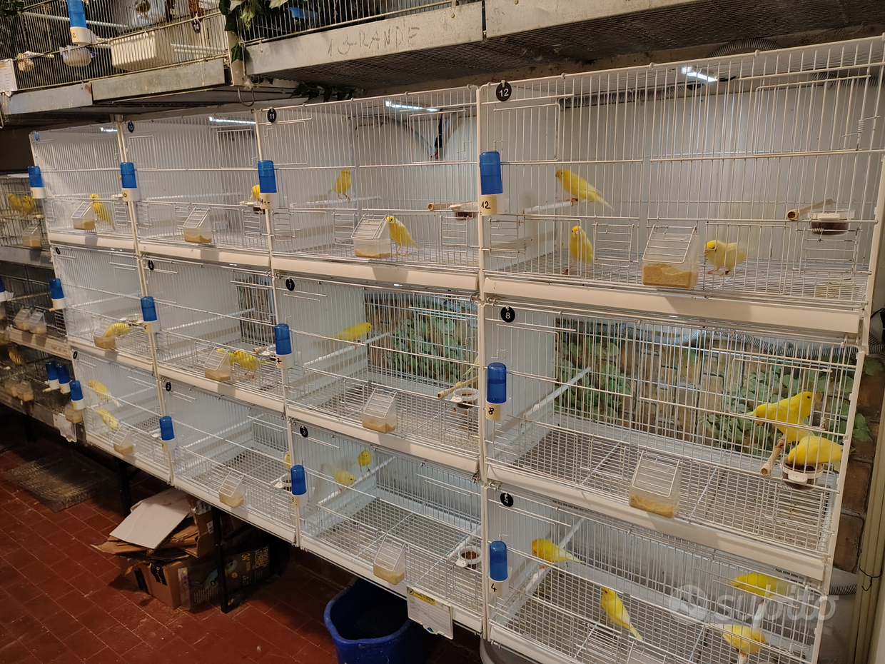 Novelli di canarini Regalo e vendita animali