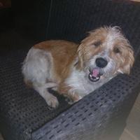 Cucciola jack russel pelo lungo