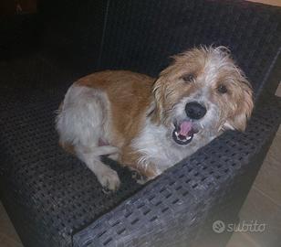 Cucciola jack russel pelo lungo