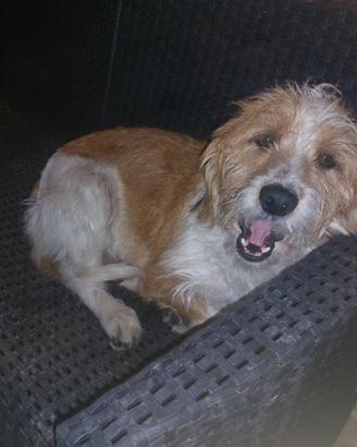 Cucciola jack russel pelo lungo