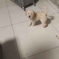 Barboncino shampagne