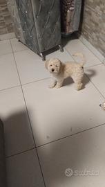 Barboncino shampagne