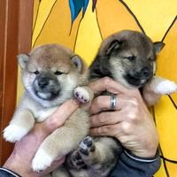 Shiba inu pedigree cuccioli