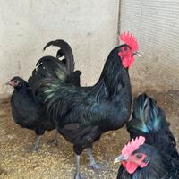 Galline australorp