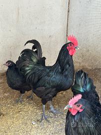 Galline australorp