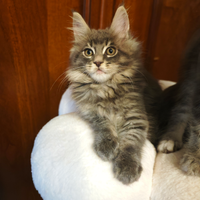 Piccoli Maine Coons