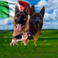 Cuccioli di Pastore Tedesco per prenotazione