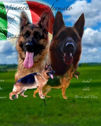 Cuccioli di Pastore Tedesco per prenotazione