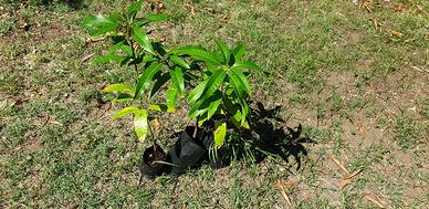 PIANTE/ALBERI DI MANGO KENSINGTON PRIDE