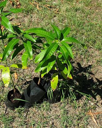 PIANTE/ALBERI DI MANGO KENSINGTON PRIDE