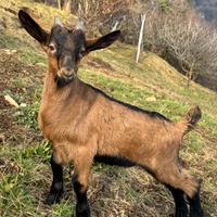 Capretti maschi camosciati