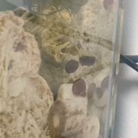 Lumache acquario acqua dolce