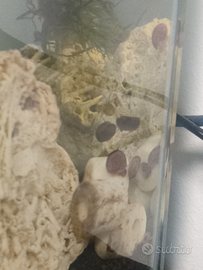 Lumache acquario acqua dolce