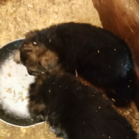 Cuccioli pastore tedesco