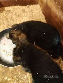 Cuccioli pastore tedesco