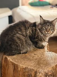 Cuccioli disponibili