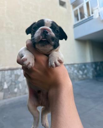 Bulldog francese