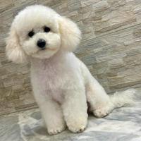 Barboncino toy disponibile per monta